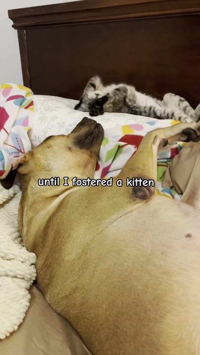 Condamné à l’euthanasie, ce chien triste retrouve goût à la vie grâce à un geste inattendu !