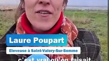 Dernière transhumance de l'année à Saint-Valery-sur-Somme