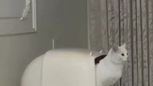Cat Lattring.Funny Cats Movements For Cat lovers. Must Watch