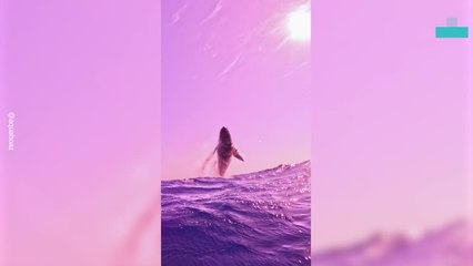 Close Encounter With a Massive Humpback Whale Breach