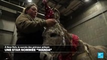 États-Unis : le succès des animaux acteurs à New-York, à l'image de 