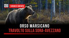Orso Marsicano, travolto sulla Sora-Avezzano
