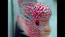 Flowerhorn Fish Aquarium Tank