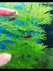 Red Shrimp Aquarium Tank