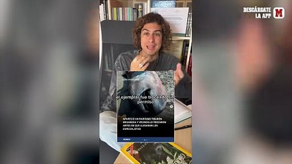 Encuentran un tiburón megaboca, una de las criaturas más raras que vive en las zonas más profundas