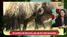 El cordero de Navarra, el más buscado estas Navidades