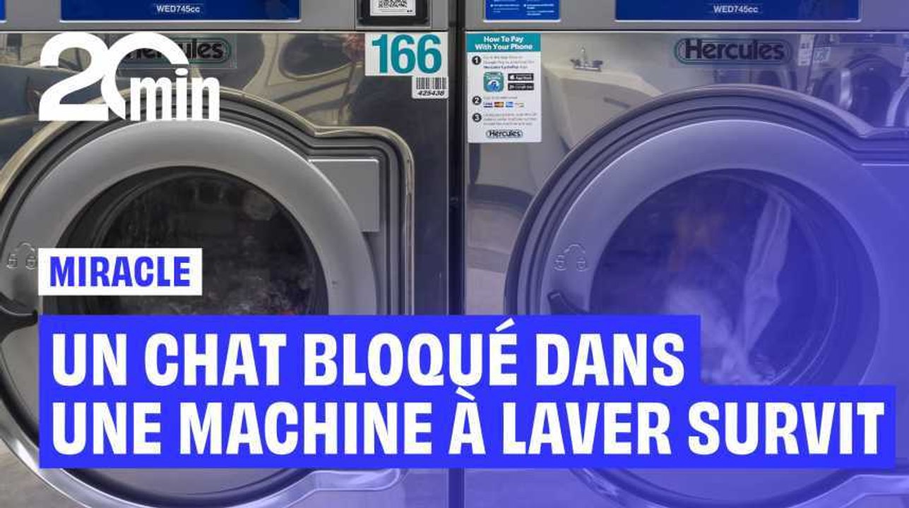 Chine : un chat survit miraculeusement après avoir passé plusieurs minutes dans une machine à laver