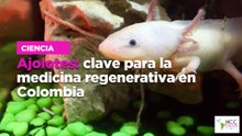 Ajolotes: clave para la medicina regenerativa en Colombia