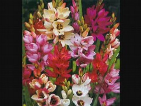 La Cumparsita tango-Mantovani [COLUMBIA] 78rpm