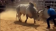 The Bull’s Wild Jump Gone Wrong! 😱
