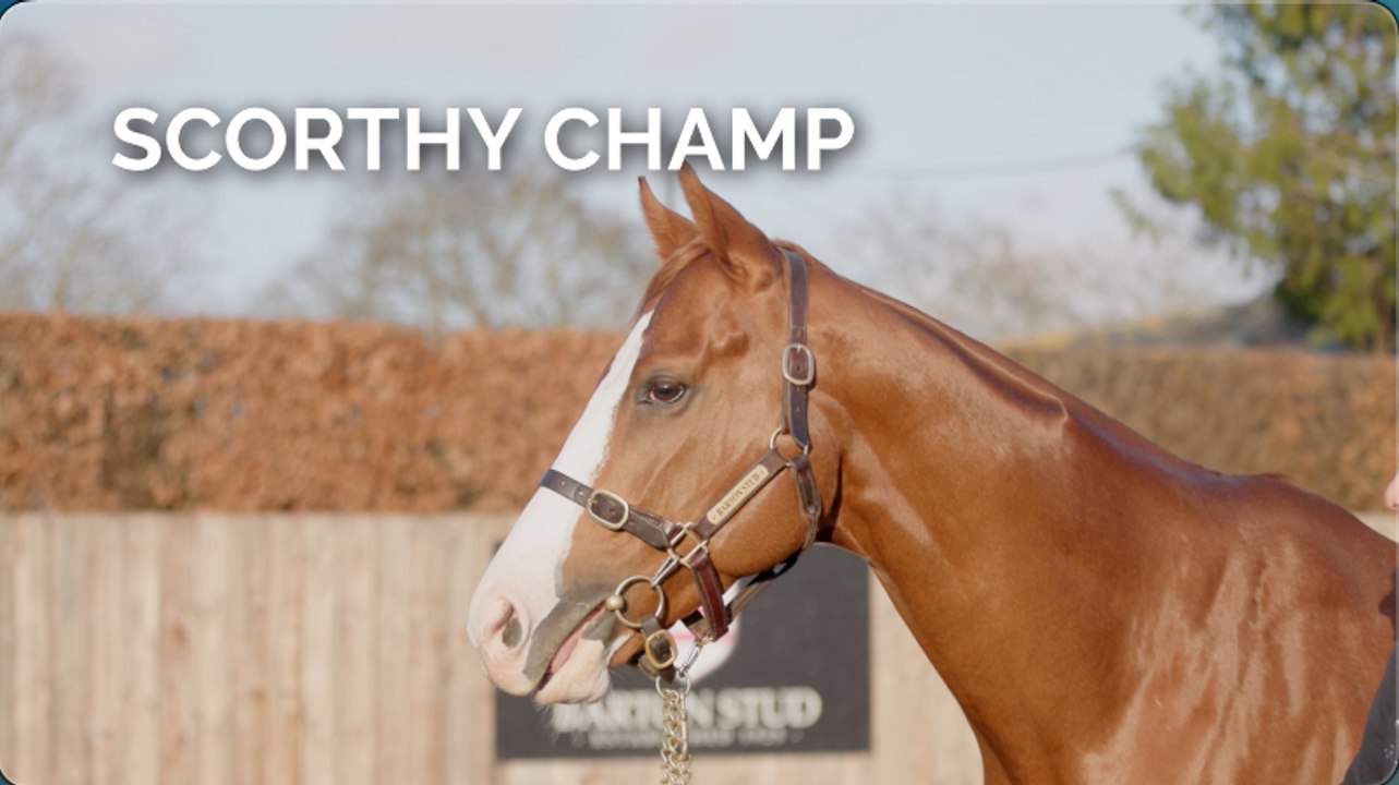 Barton Back In The Stallion Business With Scorthy Champ