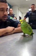 papagaio fazendo pessoas rir