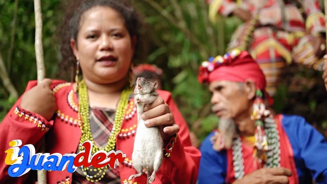 Tribo sa San Fernando, Bukidnon, daga and nilalantakan?! | I Juander