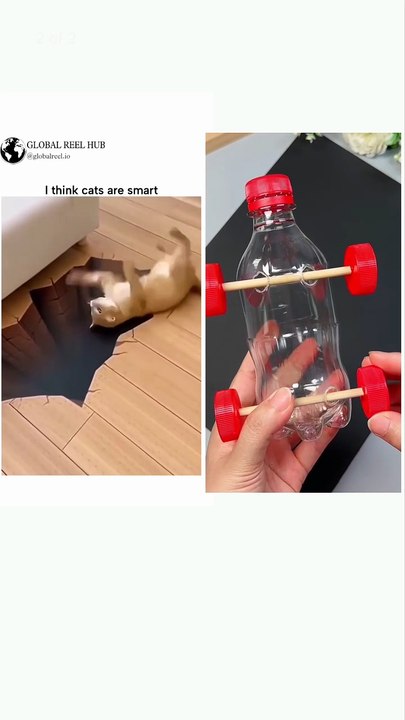 Funny cat
