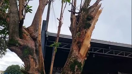 Galho de árvore cai na Rua Erechim e Bombeiros são mobilizados