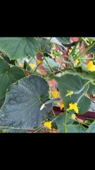 What do cucumber fruits look like?