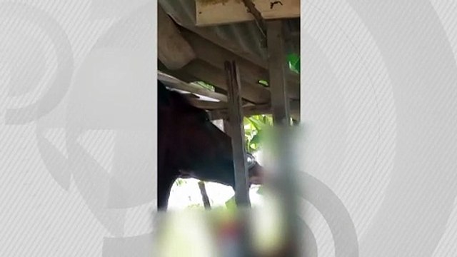Maus-tratos: homem é flagrado dando bebida alcoólica a cavalo em Rio Largo