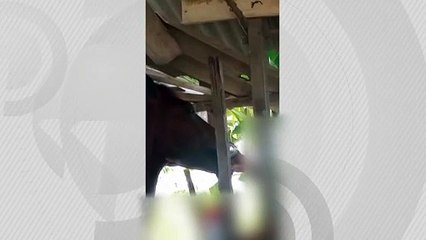 Maus-tratos: homem é flagrado dando bebida alcoólica a cavalo em Rio Largo