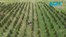 The farmer who spent 10 years growing your Christmas tree