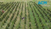 The farmer who spent 10 years growing your Christmas tree