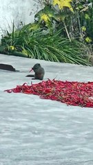 #funny video #shortvideo #viralvideo #funnyadda#