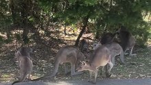 Australian kangaroos 🦘