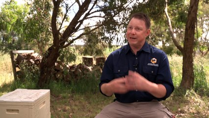 Beekeepers on high alert as deadly varroa mite continues spread in South Australia