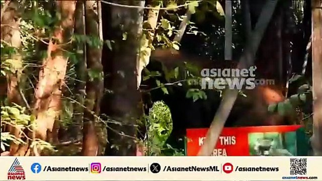 വനംവകുപ്പിനും നാട്ടുകാർക്കും തലവേദനയായി ഏഴാറ്റുമുഖം ഗണപതി, പരാക്രമ ദൃശ്യങ്ങൾ കാണാം