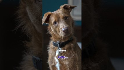 Crepes & Waffles aclaró qué perros pueden entrar a sus restaurantes | Pulzo