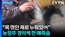 [자막뉴스] 농장 바닥에 사체들이 가득..."억장 무너져" 공포스런 장면 / YTN