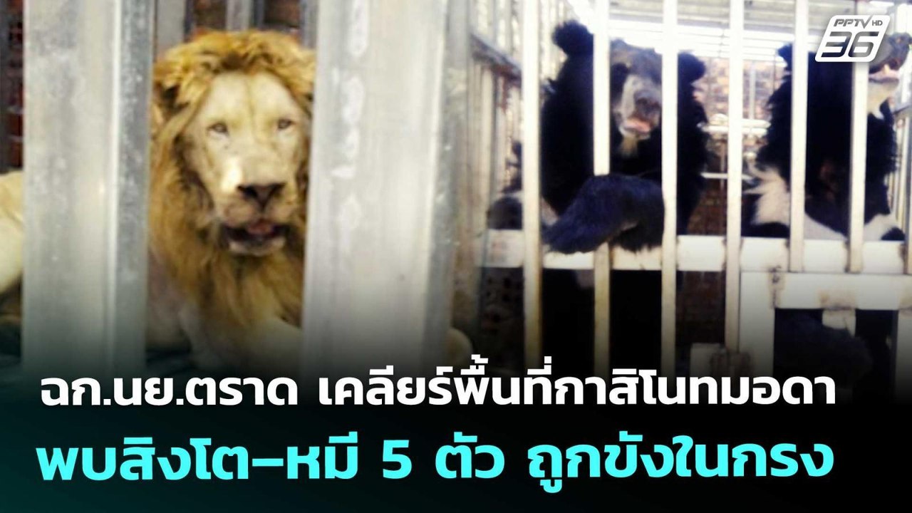 ฉก.นย.ตราด เคลียร์พื้นที่กาสิโนทมอดา พบสิงโต–หม...