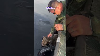 Jaguar con disparos en la cabeza fue rescatado después de nadar durante horas en el Amazonas | Pulzo