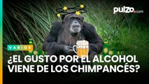 ¿El gusto por el alcohol fue heredado de los chimpancés? Un estudio respalda esa teoría | Pulzo