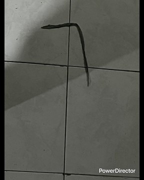 PELE MARADONA JUGABAN EN LA MIERDA MIERDA CANCHAS QUE NO ESTAN NI CERCA COMO LAS DE AHORA LOS MATAB@N A PATADAS Y SEGUÍAN LESIONADOS JUGABAN CON TOBILLO ROTOS CON SANGRE Y NO GANABAN TANTA PLATA COMO ESTOS FUTBOLISTAS CHIFLADOS DE LA ACTUALIDAD