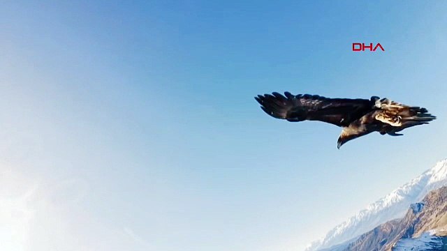 Dev kartal dronu avladı! Verdiği ''selfie'' pozu herkesi güldürdü!