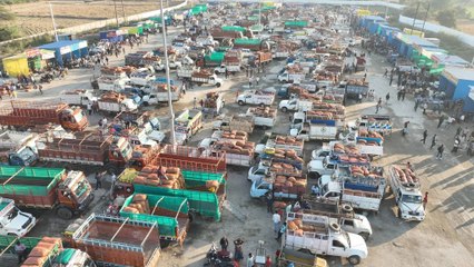 Green peas : कोहरे की बढ़ती धुंध और ओस की बूंदों ने मटर में स्वाद बढ़ा दिया