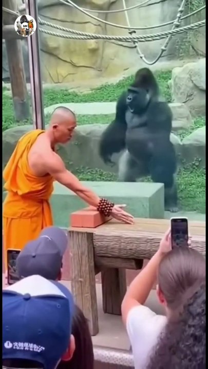 Monk Breaks Brick Then Gorilla Breaks Something Bigger 😱 #subscribe #shorts