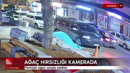 Kahramanmaraş'ta parktaki ağacı araçla çaldılar