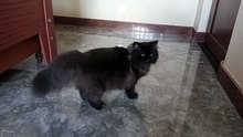 Most Beautiful Black Persian Cat