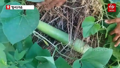 અધધ 10 કિલોની દૂધી... કેશોદના ખેડૂત ભરતભાઈએ પ્રયોગરૂપે કર્યું 15 જાતની દૂધીનું વાવેતર