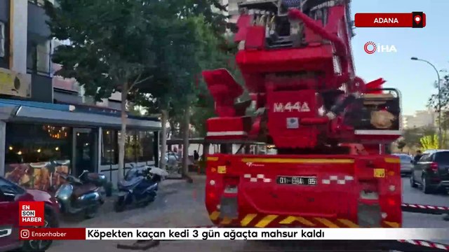 Adana'da köpekten kaçan kedi 3 gün ağaçta mahsur kaldı
