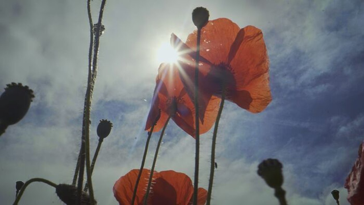 L'abominable mystère des fleurs
