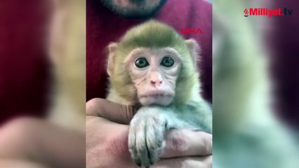 Denetimde ele geçirildi! Yavru makak maymunu koruma altına alındı