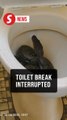 Toilet terror: Man meets slithery squatter in Labuan saloon