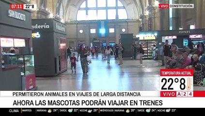 El Gobierno autorizó a viajar con mascotas en trenes y micros: qué animales se pueden trasladar