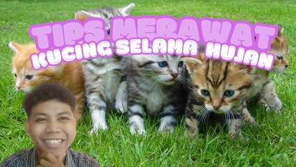 Tips Merawat Kucing Saat Musim Hujan