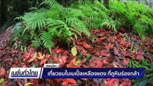 เที่ยวชมใบเมเปิ้ลเหลืองแดง ที่ภูหินร่องกล้า | เนชั่นทั่วไทย | 23 ธ.ค. 68 | PART 3