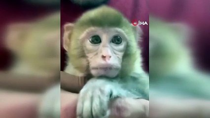 Yavru makak maymunu denetimde bulundu, korumaya alındı