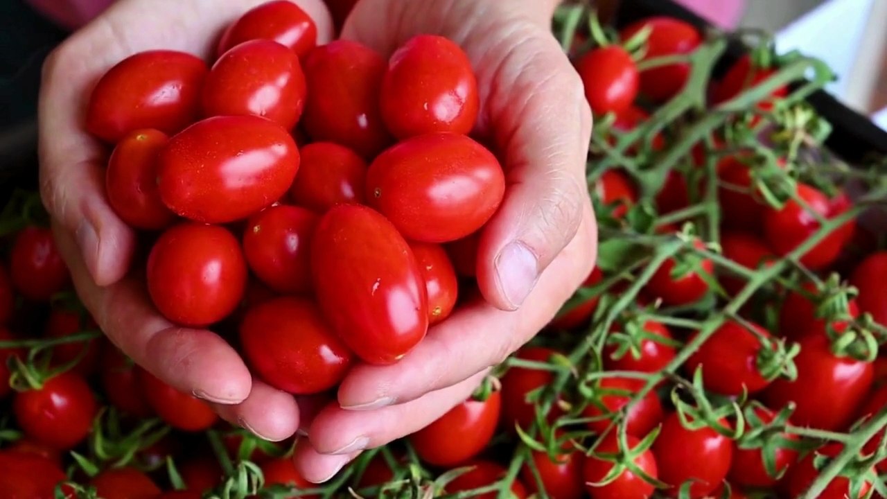 What Diseases Can Be Caused by Eating Too Many Tomatoes?