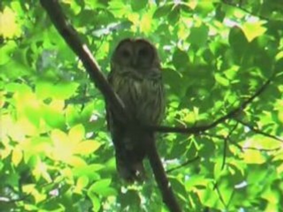 Owl 2008